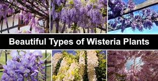 Wisteria sinensis, commonly known as the chinese wisteria, is a species of flowering plant in the pea family, native to china, in the provinces of guangxi, guizhou, hebei, henan, hubei, shaanxi. Types Of Wisteria Plants Trees And Vines With Flower Pictures