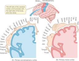 The somatosensory cortex is a part of the forebrain. Figure 34 29