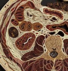 Lisa nilsson (born august 13, 1970, in tyresö) is a swedish singer. O Xrhsths Mutter Museum Sto Twitter What Slice Of The Body Did Artist Lisa Nilsson Show Here In Her Paper Connective Tissue Exhibit Open Through The End Of 2017 Https T Co Gpfevhupxo