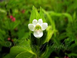 Image result for Asystasia mysorensis