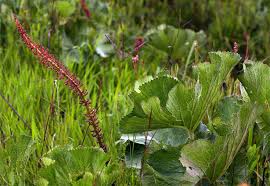 Image result for Gunnera perpensa