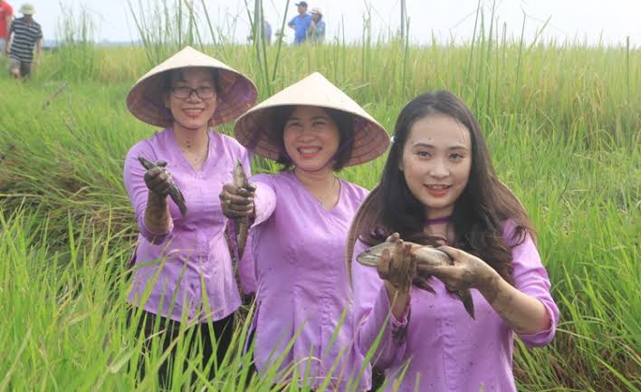 Quảng Trị: Lúa hữu cơ gọi… tôm cá về