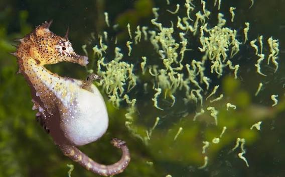 Seahorse - Tại sao cá ngựa lại trong giống con ngựa? | VPAS | Thủy sản Đỉnh Việt