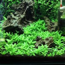 Akvaryum Bitkileri Staurogyne Repens Cup In Vitro Canli Fiyati