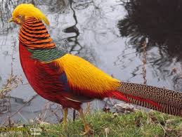 Golden Pheasant Guzel Kuslar Rengarenk Kuslar Kus Resimleri