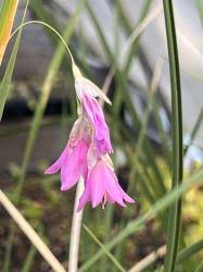Image result for Dierama formosum