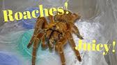 We are so sorry, but it looks like scratch has crashed. Angry Camel Spider Youtube