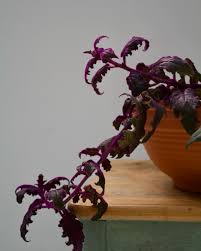 Image result for Gynura