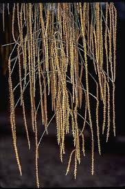 Image result for Casuarina verticillata