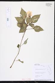 Image result for Impatiens wallerana