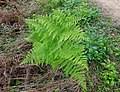 Image result for Athyrium lewalleanum