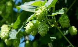 Image result