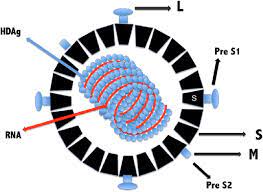 Infection by hepatitis delta virus (hdv) which can only replicate in the presence of hepatitis b virus (hbv) is a cause of significant morbidity and mortality worldwide. Schematic Representation Of Hdv The Hepatitis D Virus Wrapped In The Download Scientific Diagram