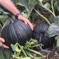 Your dark green halloween pumpkin stock images are ready. Dark Knight Hybrid Pumpkin Pumpkin Jung Seed Company