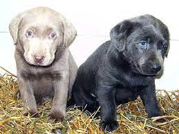 Plus, new purebreds and designer breeds are continually being added to our growing puppy selection. Pinyan Labs High Quality Silver Lab Puppies From A Labrador Breeder You Can Trust