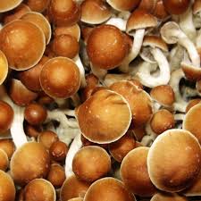 Humidify the fruiting chamber by filling it with perlite which was soaked in a bowl of cool water for 5 to 10 minutes. Can Magic Mushrooms Really Help You Understand Bitcoin Health Wellbeing The Guardian