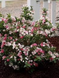 Pink and white flowers plant. 54 Pink Plants Ideas In 2021 Pink Plant Plants Planting Flowers
