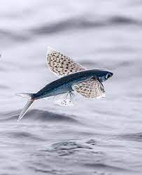 Malolo Flying Fish, 49% OFF