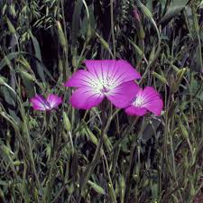 Image result for Agrostemma githago