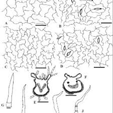 Image result for Rytigynia sp. C