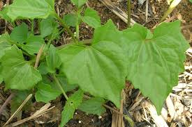 Image result for Mikania