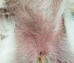 Flea Allergy Dermatitis What Your Clients Need To Know Today S Veterinary Nurse