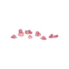 Pink Rose Petals Png Cranes In The Sky Aphrodite Aesthetic Cute Wallpapers