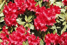 Check spelling or type a new query. Strong Red Flower Blooms Of The Evergreen Rhododendron Bush Bask In The Spring Sunlight Stock Photo Picture And Royalty Free Image Image 14576724