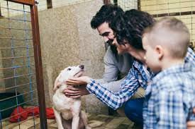 Finalize the adoption process either at a petsmart near you or at your local shelter. Animal Shelters And Rescue Groups In Dubai Expatwoman Com