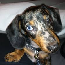 Black And White Dachshund Pictures Black Silver Dapple Dachshund Puppy Dapple Dachshund Silver Dapple Dachshund Dapple Dachshund Puppy