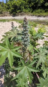 Beautiful san marcos & hays county. San Marcos Texas Wild Outdoor Found On The Banks Of The San Marcos River Growing In Rocks Whatsthisplant