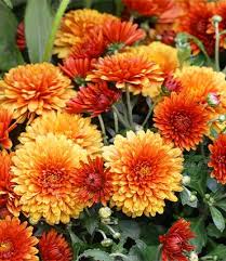 Image result for Chrysanthellum