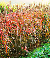Finde schilf pflanzen auf ebay, amazon, quoka. Miscanthus Hecke Weitere Heckenpflanzen Bei Baldur Garten