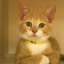 Adopted Petey Is A 3 Month Old Male Buff And White Domestic Short Haired Cat Petey Has The Sweetest Face And Nicest Personality He Is Very Curious And Wan