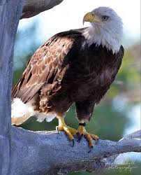 Birds That Look Like Eagles In Florida June 20th Is American Eagle Day Have You Seen Dt In Our New Florida Mission Everglades Exhibit Yet He S A Southern Bald Bald Eagle Everglades Exhibition
