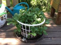 Deck Gardening By Barbara Hgtv Gardens Container Gardening Growing Potatoes Planting Potatoes
