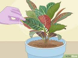 Croton cuttings root in about a month. 3 Ways To Prune Croton Plants Wikihow