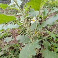 Image result for Solanum campylacanthum 'incanum type'
