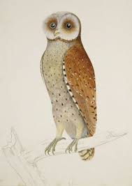 In Pictures Natural History Drawings From The Collection Of Sir Thomas Stamford Raffles Owls Drawing Bird Drawings Art