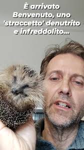 Armando, il riccio che abbiamo recuperato molto lontano alcuni giorni fa,  sta facendo fatica perché è pieno di parassiti polmonari e intestinali...  Ma...