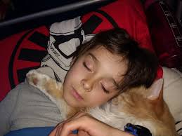 Missing orange tabby cat in Spring Valley