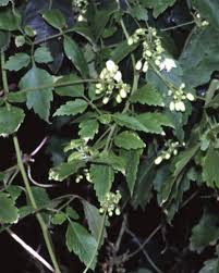 Image result for Cardiospermum grandiflorum