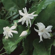 Types of jasmine flowers in india. Commercial Jasmine Farming As Profitable Farming Business Idea