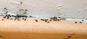 Pest control for ants is a sensitive topic for homeowners. How To Get Rid Of Ants Safeguard Pest Control Sunshine Coast