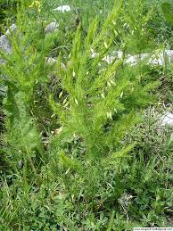 Image result for Asparagus krebsianus