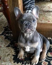 Brindle Black And Brown French Bulldog Blue Brindle Frenchies French Bulldog Puppies Cute Animals Cute French Bulldog