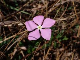 Image result for Catharanthus