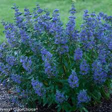 Check spelling or type a new query. My 5 Favorite Summer Blooming Shrubs P Allen Smith