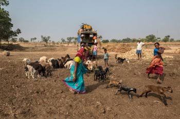 Kuruba shepherds lose their security blanket - Vikalp Sangam