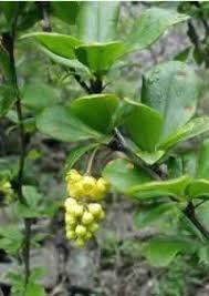 Barberry Root Bark Benefits